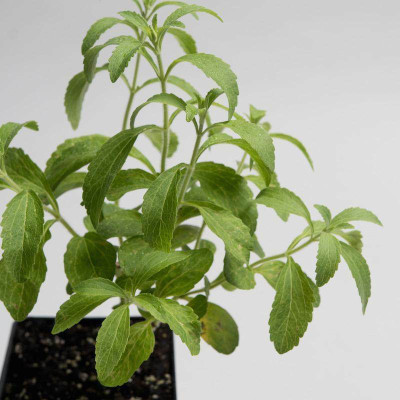 GEZ Organic | Sugarleaf Stevia Herb Plant Seed(50 per packet)