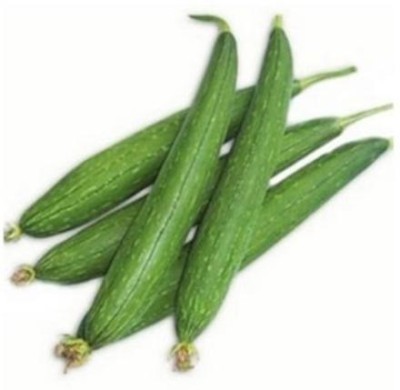 Avysa SPONGE GOURD - TORI Seed(100 per packet)