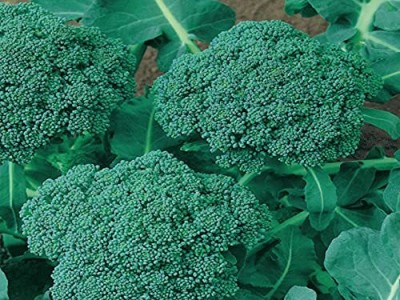 Qualtivate GBPT-8A Broccoli Vegetable Gardening Seeds Seed(300 per packet)