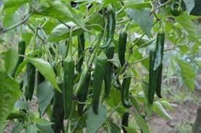 AMAJIT Mirch,Pepper Green Hybrid Seed(55 per packet)