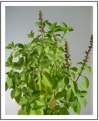 Qualtivate NDIR-26 Basil - African Blue Seed(1000 per packet)