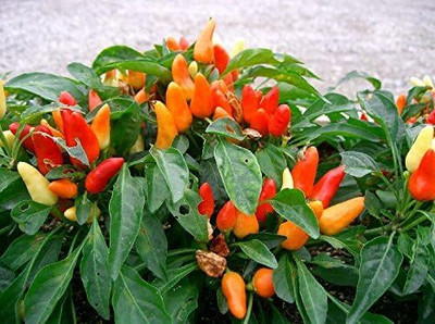 Qualtivate RES-6A RAINBOW PEPPER MULTI COLORED CHILLI Seed(300 per packet)