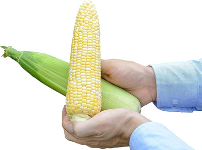 WILLVINE PUAS -IV F1 Hybrid PNH 10 (Hybrid) Corn -[500g] Seed(2000 per packet)