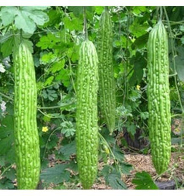 LIFELEX Hybrid Bitter gourd / Karela seeds / Bitter Melon / Balsam Pear Seed(62 per packet)