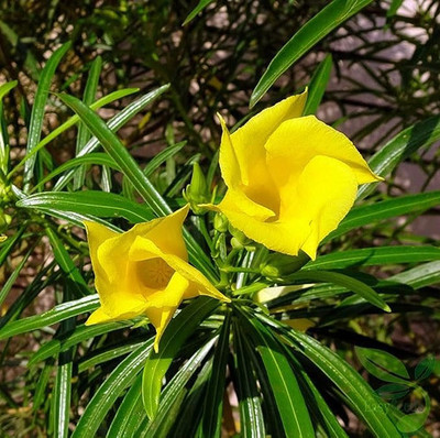 DECORPLIX Yellow kaner flower seed Seed(8 per packet)