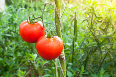 YIUGANTAR tomato Seed(130 per packet)