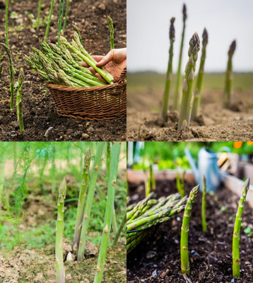 ibains Asparagus seeds philippine beez 17 Seed(17 per packet)
