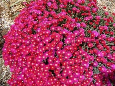 CYBEXIS RED Flower Seeds/ICE Plant Seed(1 g)