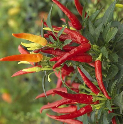 greenfarm NVX- Chilli Seeds/Mirchi Seeds , Best Quality Seeds ,400 X Seeds ,hbf166 Seed(400 per packet)