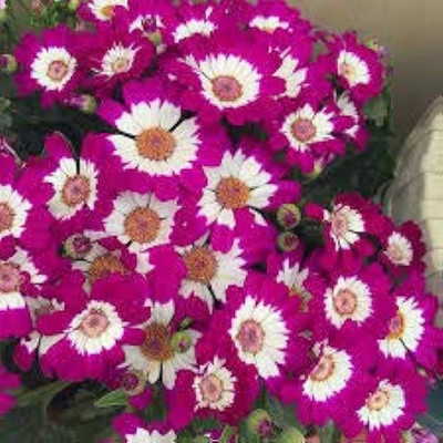 BDSresolve planting verbena seeds Seed(65 per packet)