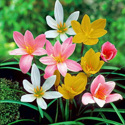 CYBEXIS KGF -88 - Mixed Rain Lily - (60 Seeds) Seed(60 per packet)