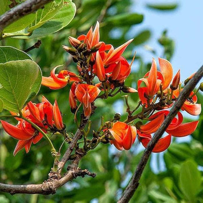 Arshiayat butea monosperma, palash, flame of the forest Seed(12 per packet)