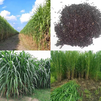 ibains Super napier grass seeds hybrid 1350 Seed(1350 per packet)