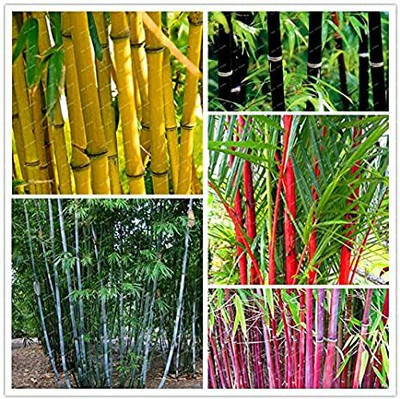 Mozette Exotic bamboo Seed(20 per packet)
