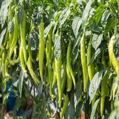 BDSresolve vnr chilli seeds Seed(99 per packet)