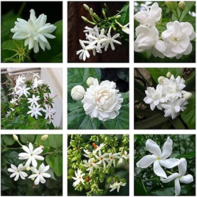 Arshiayat jasmine flower seeds Seed(96 per packet)