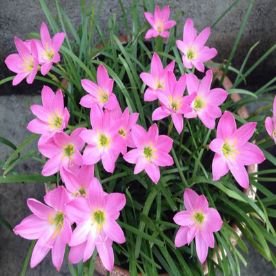 CYBEXIS PUAS-26 - Zephyranthes Pink Rain Lily - (540 Seeds) Seed(540 per packet)