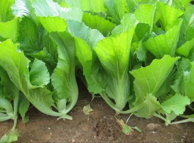 WILLVINE VVI-86 Chinese Mustard GAI Choi Cabbage Seed(500 per packet)
