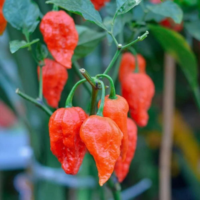 Biosnyg Open-Pollinated Ghost Pepper Seeds For Planting-(4000 Seeds) Seed(4000 per packet)