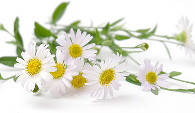 VibeX XLR-91 - German Chamomile (Matricaria recutita) - (2250 Seeds) Seed(2250 per packet)