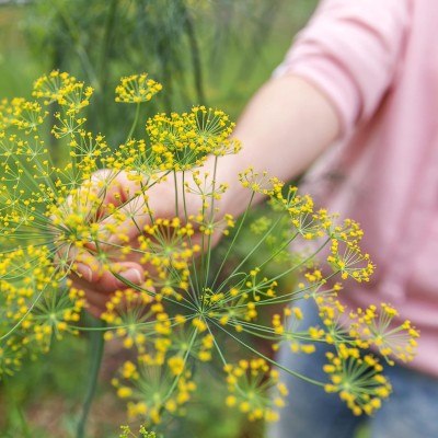 Qualtivate ATS-7 Organic Dill (Bouquet) Seeds Seed(500 per packet)