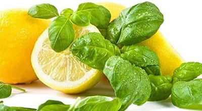 WILLVINE HUA-27 Lemon Sweet Basil Herb Seeds Seed(1000 per packet)