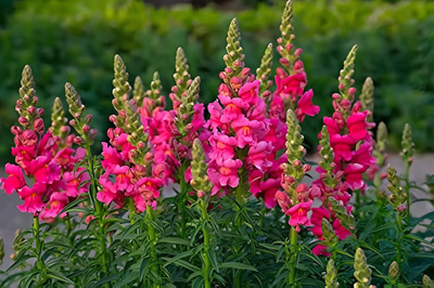 Lorvox Antirrhinum/Snapdragon/Dog Flower Dwarf Flower Seed(25 per packet)