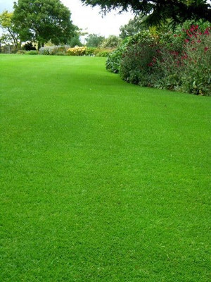 BDSresolve Fresh mexican grass seeds for gardening/Lawn grass seeds for garden Seed(28000 per packet)