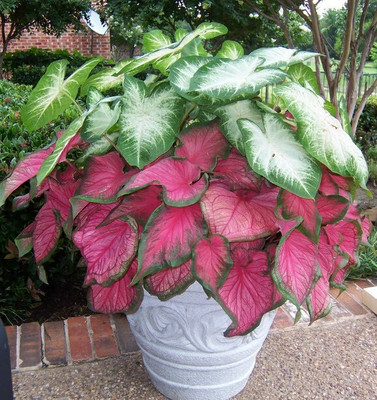 Pbevergreen pink caladium beautiful flower hybrid seeds 1-packet Seed(55 per packet)