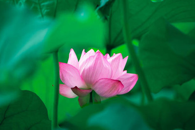 MrGrow lotus,kamal gatta Seed(11 per packet)
