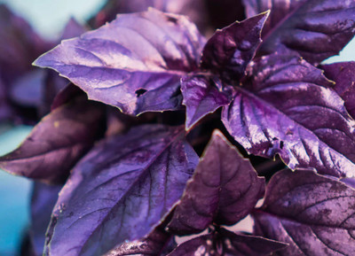 Glance Red Basil Ocimum Basilicum Seed(120 per packet)