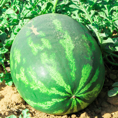 CYBEXIS NBIR-8 - Watermelon Crimson Sweet - (150 Seeds) Seed(150 per packet)
