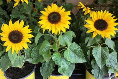 Pbevergreen Sunflower plant seeds for garden/Sunflower seed 55 Seed(16 per packet)