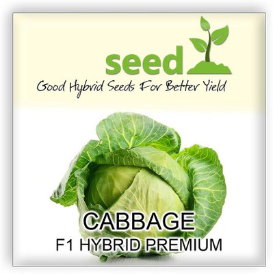 WILLVINE F1 Hybrid Chinese Cabbage Seeds-[2000 Seeds] Seed(2000 per packet)