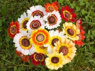 CYBEXIS CHRYSANTHEMUM CARINATUM MIXED FLOWER SEEDS Seed(1 g)