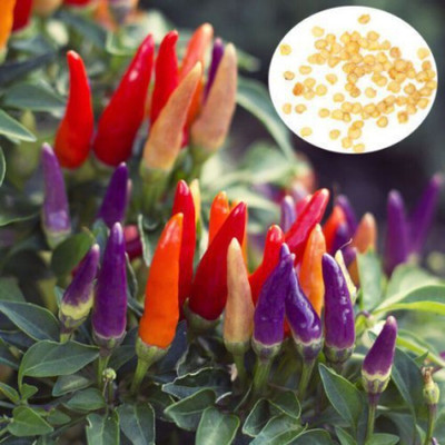 ashokavanam Ornamental chilli choice mix Seed(50 per packet)