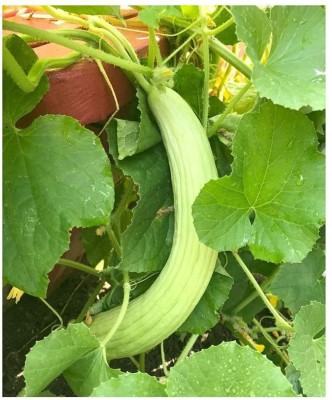 CYBEXIS HUA-14 - Long Melon Kakdi - (150 Seeds) Seed(150 per packet)