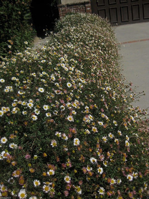 WILLVINE LX-8 F1 Hybrid Mexican Daisy Seeds Seed(100 per packet)