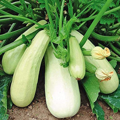 CYBEXIS XLL-52 - Zucchini Mush Bush White Giant - (75 Seeds) Seed(75 per packet)
