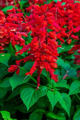 Quentova Red Salvia-VXL-2I Seed(75 per packet)