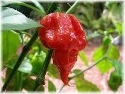 ibains Hot chilli seeds Seed(35 per packet)