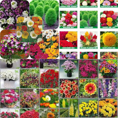 ibains All flower seeds mix biij 232 Seed(232 per packet)