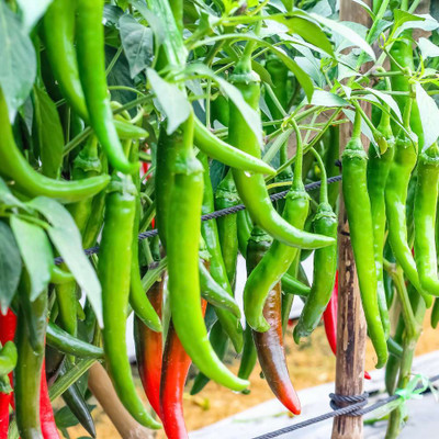 Flipkart SmartBuy Green Chilli Seed(40 per packet)
