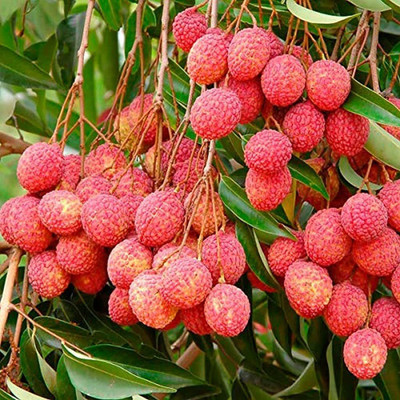 Aywal Lychee Fruit Hybrid Seed(5 per packet)