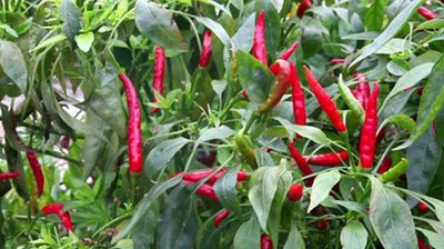 Qualtivate PUA-8A Bird Eye Chilli Pepper Seed(300 per packet)