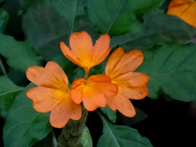 SHREE JI PUJA SAMAGRI KENDRA kanakambaram-firecracker-crossandra Seed(28 per packet)