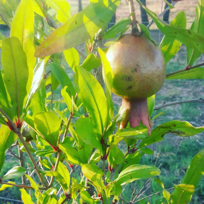 CYBEXIS VXI-53 - Pomegranate | Anar - (30 Seeds) Seed(30 per packet)