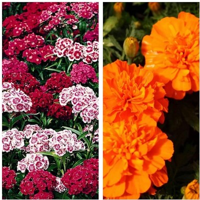 Aywal Sweet William & Marigold Flower Seed(15 per packet)