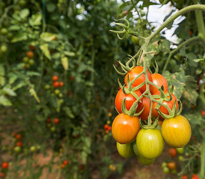 iGrow tomato Seed(140 per packet)