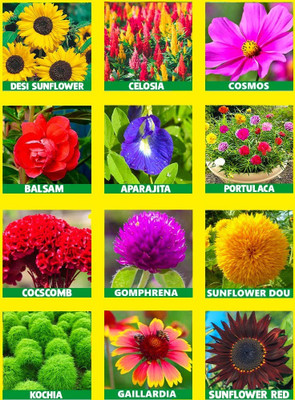 Pbevergreen 10 Varieties Flower Plant Seed(2805 per packet)